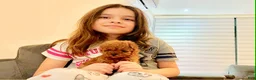 Toy Poodle dogs for sale: Teddy - Ad 4