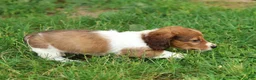 Miniature Dachshund dogs for sale: Jesse - Ad 4