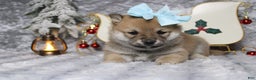 Shiba Inu dogs for sale: Coniac - Ad 5