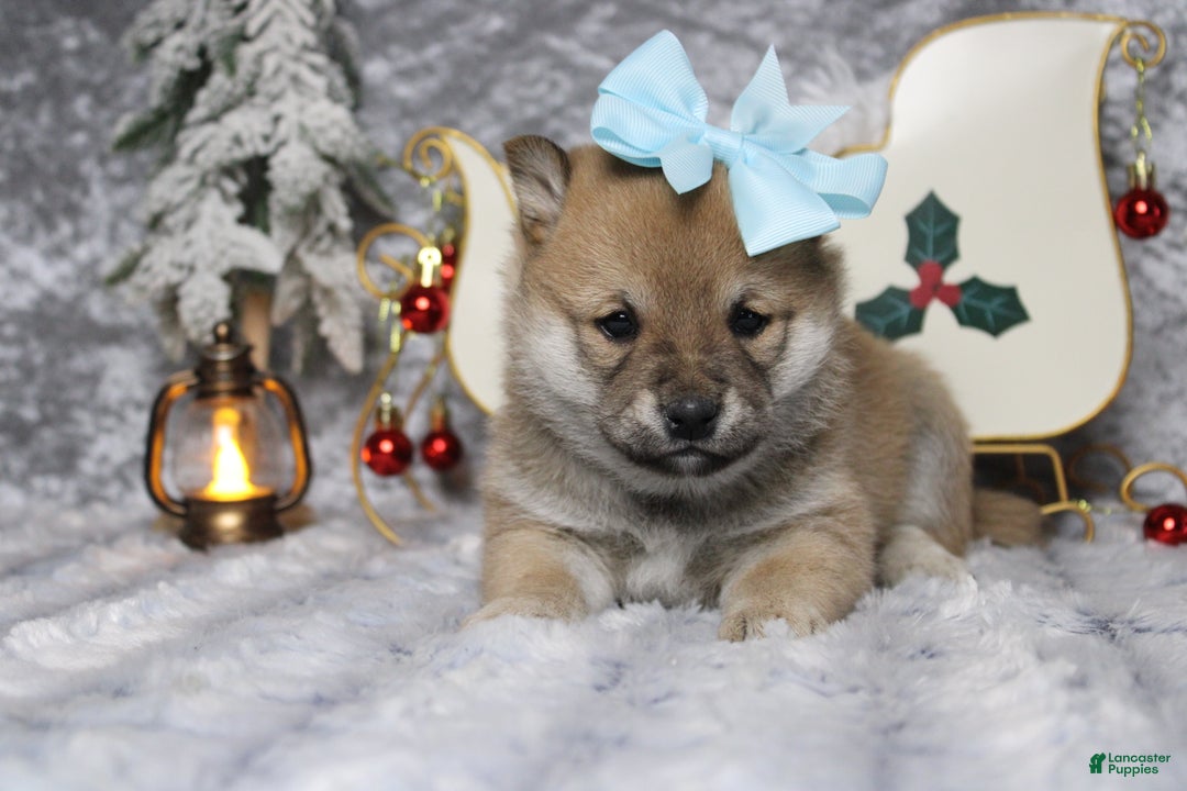 Shiba Inu dogs for sale: Coniac - Ad 5