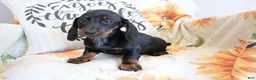 Miniature Dachshund dogs for sale: Danny  - Ad 1