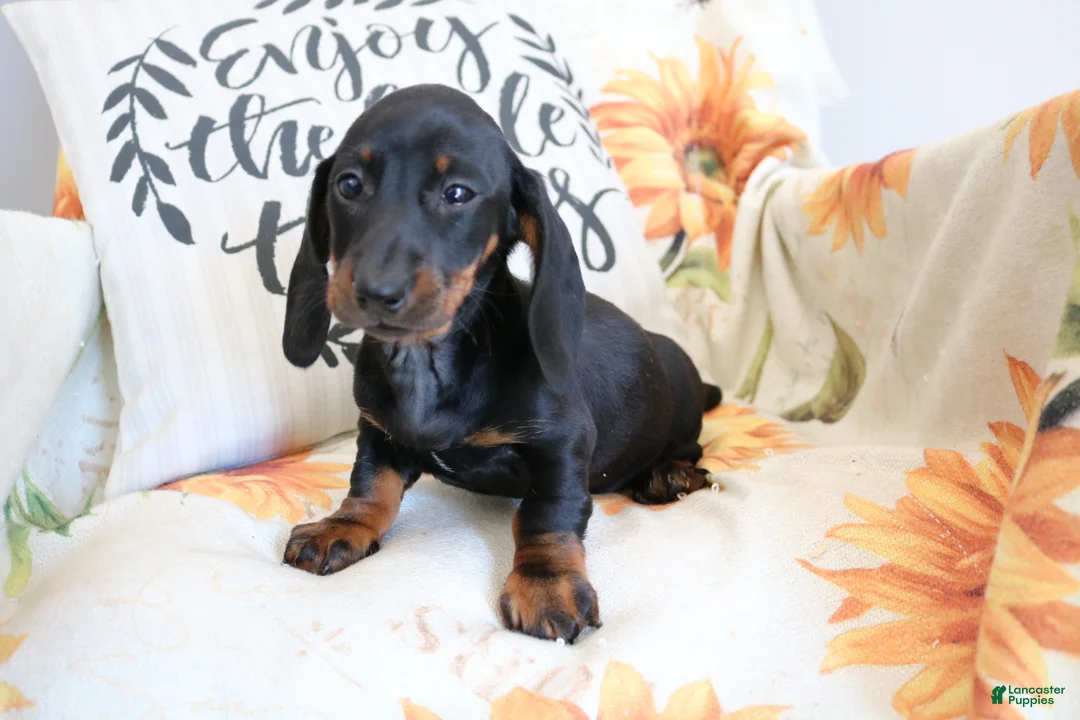 Miniature Dachshund dogs for sale: Danny  - Ad 1