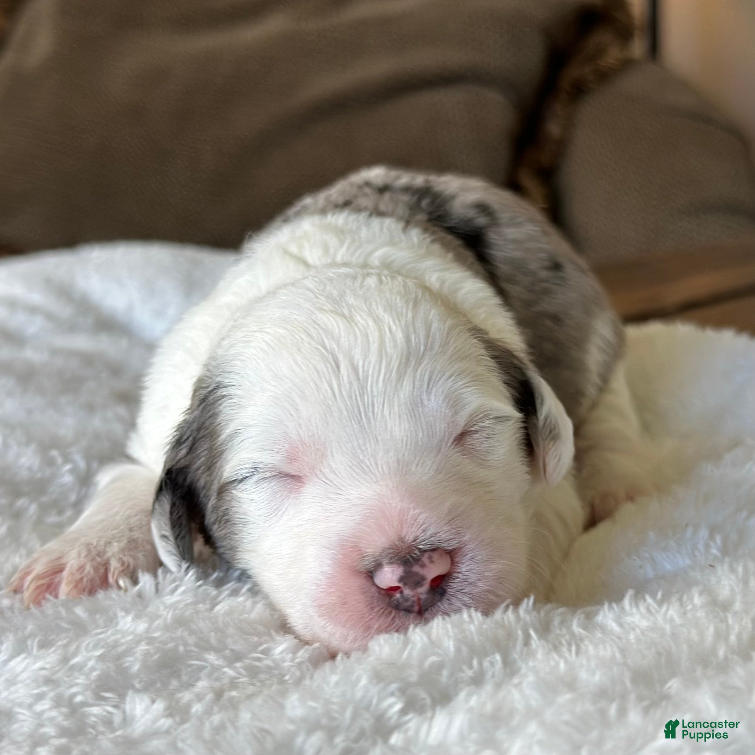 Sheepadoodle dogs Merle Female 1 - Ad 1