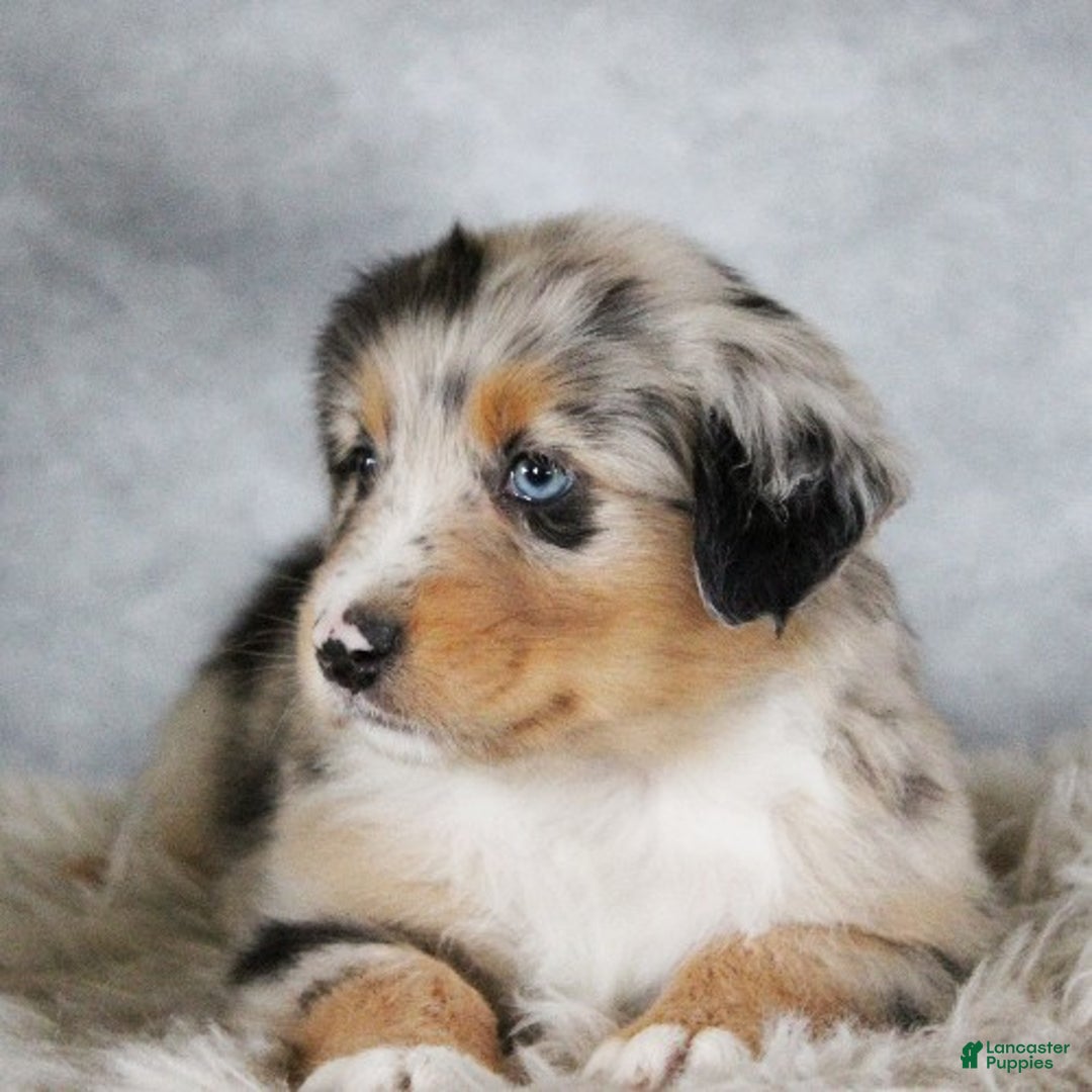 Australian Shepherd dogs for sale: Taylor - Ad 2