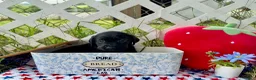 Labrador Retriever dogs for sale: Dakota - Ad 3