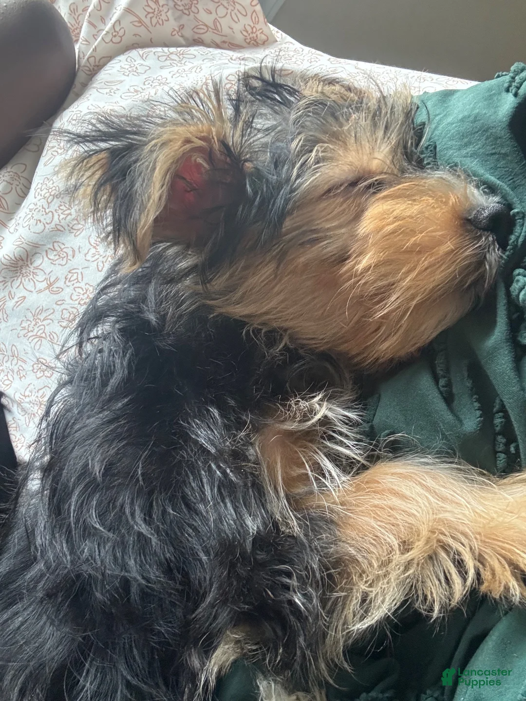 Yorkshire Terrier dogs for sale: Romeo - Ad 5