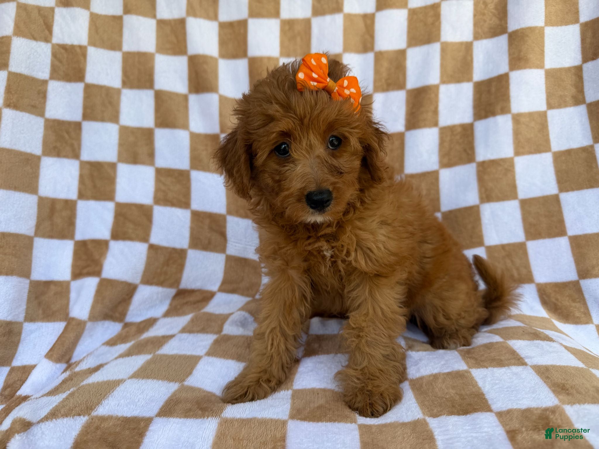 Mini Aussiedoodle dogs Ohana - Ad 5