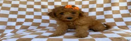 Mini Aussiedoodle dogs for sale: Ohana - Ad 1