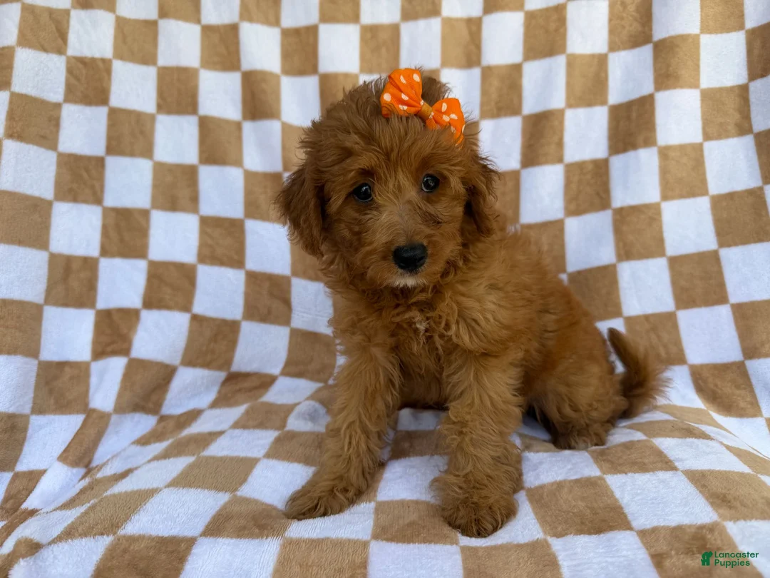Mini Aussiedoodle dogs for sale: Ohana - Ad 1