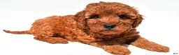 Mini Goldendoodle dogs for sale: Frances - Ad 5