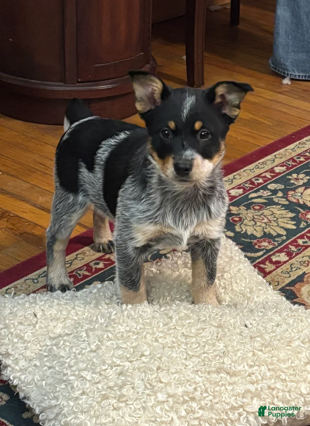 Australian Cattle Dog dogs for sale: Jigsaw - Ad 2