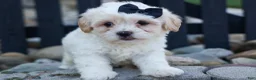 Teddy Bear dogs for sale: Bently 🐶 - Ad 17