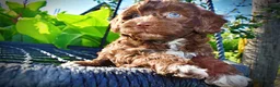 Havapoo dogs for sale: Cookie - Ad 2