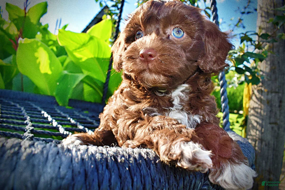 Havapoo dogs for sale: Cookie - Ad 2
