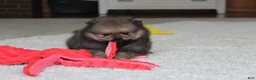 Pomeranian dogs for sale: Logan - Ad 9