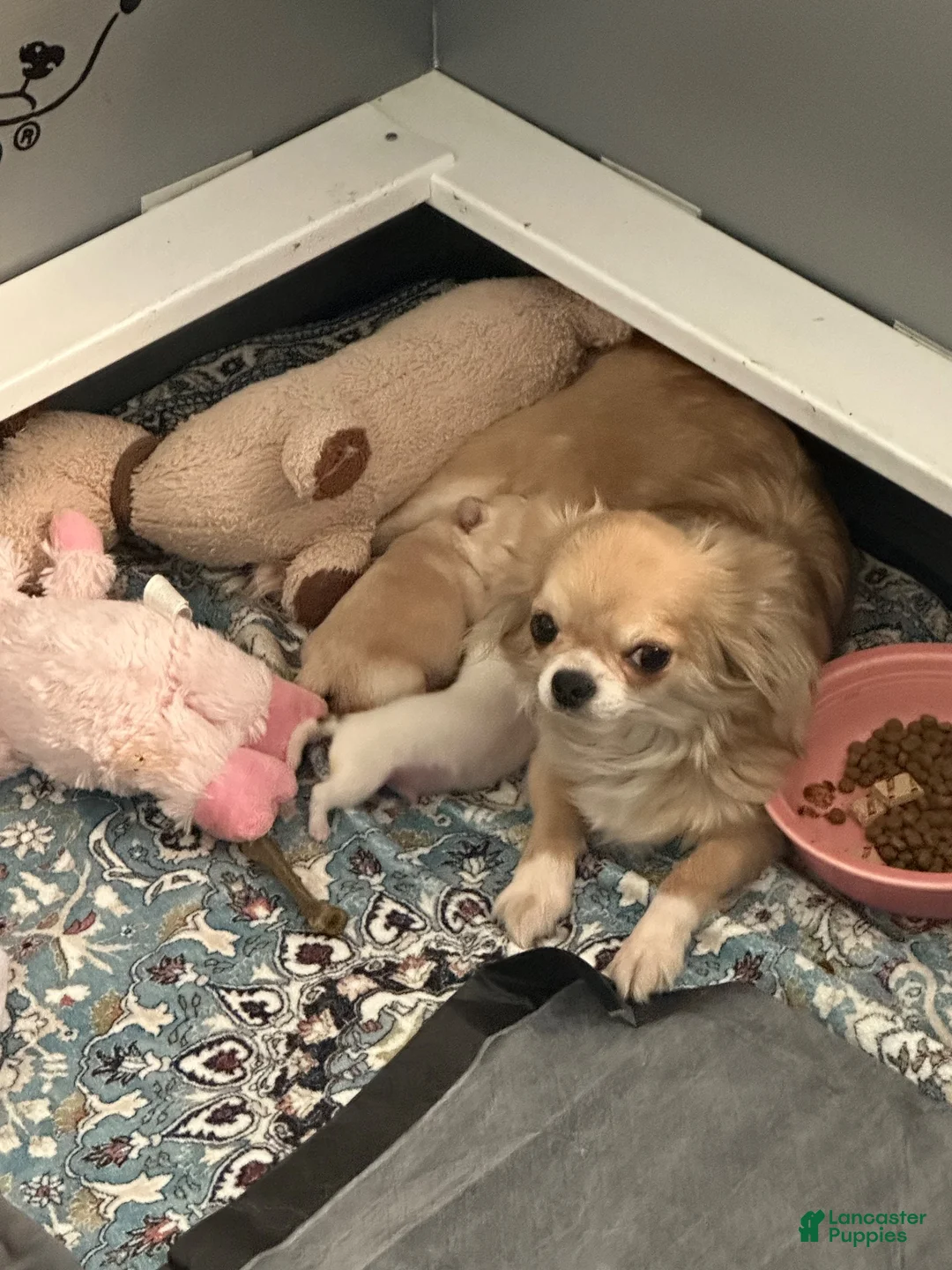 Chihuahua dogs for sale: Sven - Ad 2