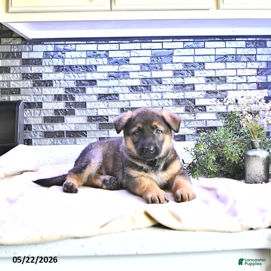 German Shepherd dogs Axel - Ad 2
