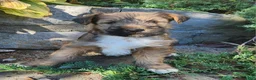 Mixed Breed dogs for sale: Buddy - Ad 3