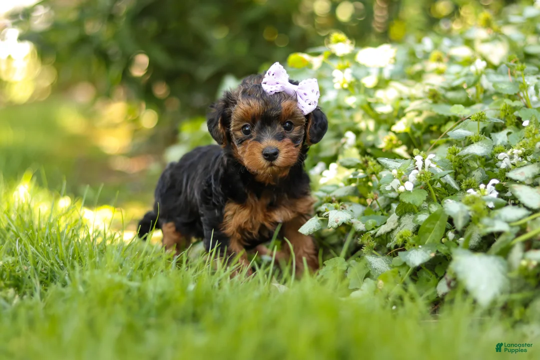 Yorkiepoo dogs for sale: Ariel - Ad 1