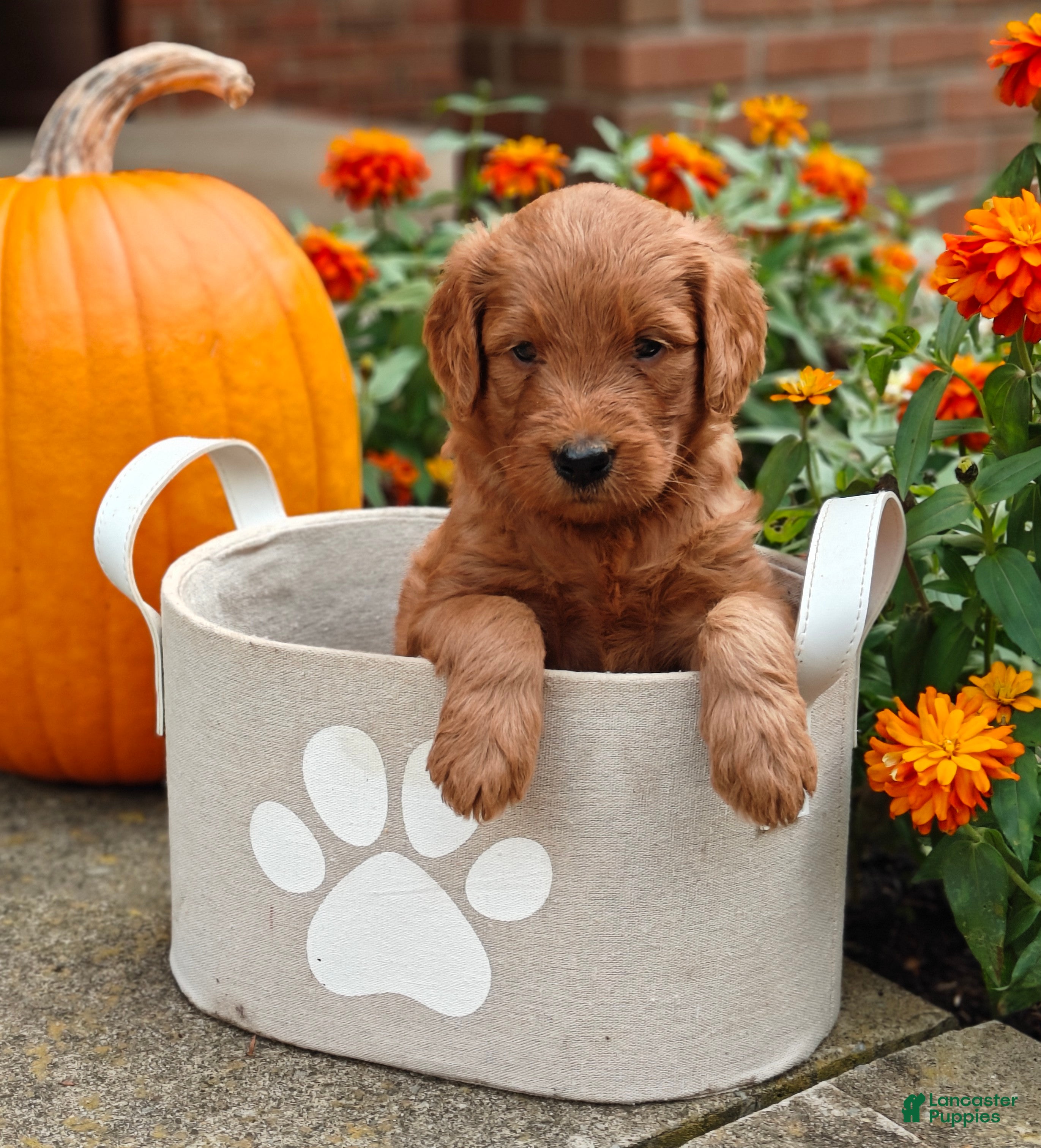 Goldendoodle dogs Latte - Ad 1