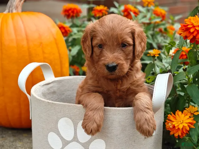 Goldendoodle dogs for sale: Latte - Ad 1