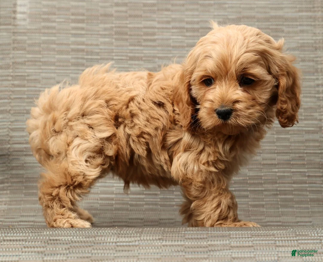Cockapoo dogs for sale: Harold - Ad 7