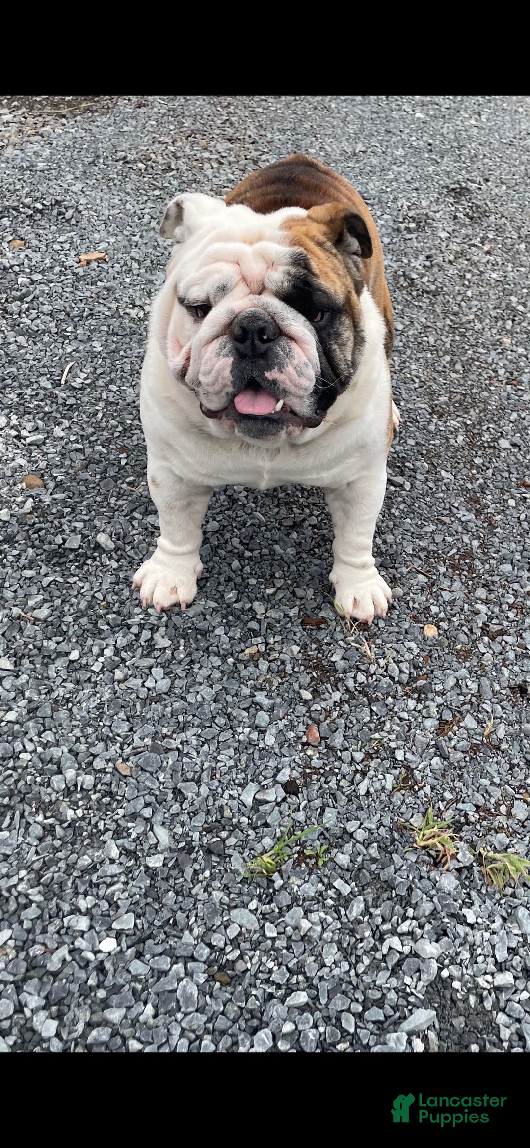English Bulldog dogs for sale: English Bulldog Puppy 6 - Ad 3