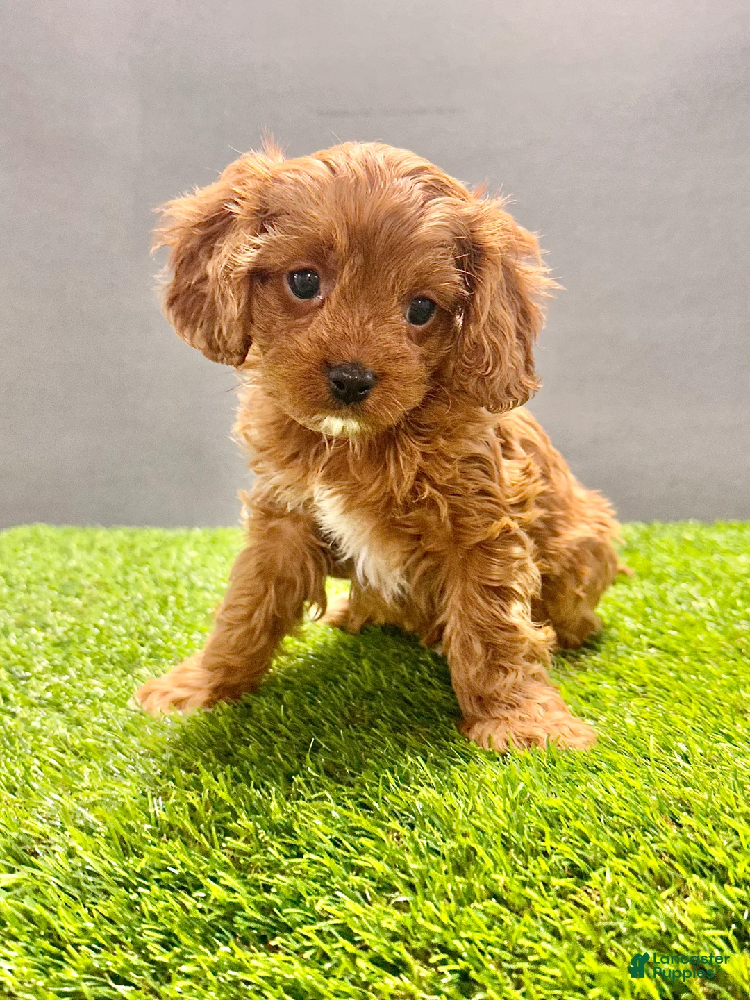 Cavapoo dogs for sale: Charlie  - Ad 1