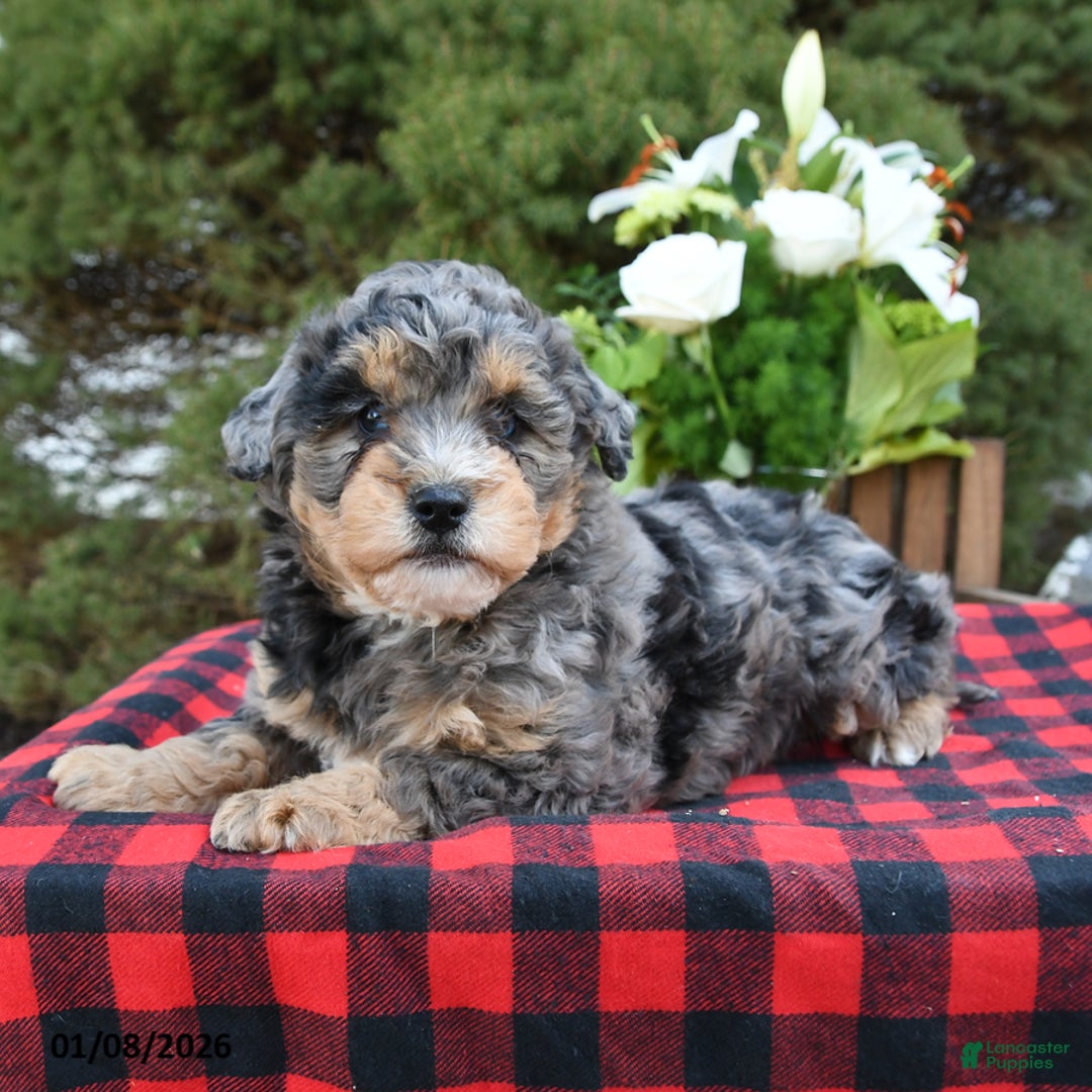 Mini Bernedoodle dogs for sale: Suzy - Ad 2
