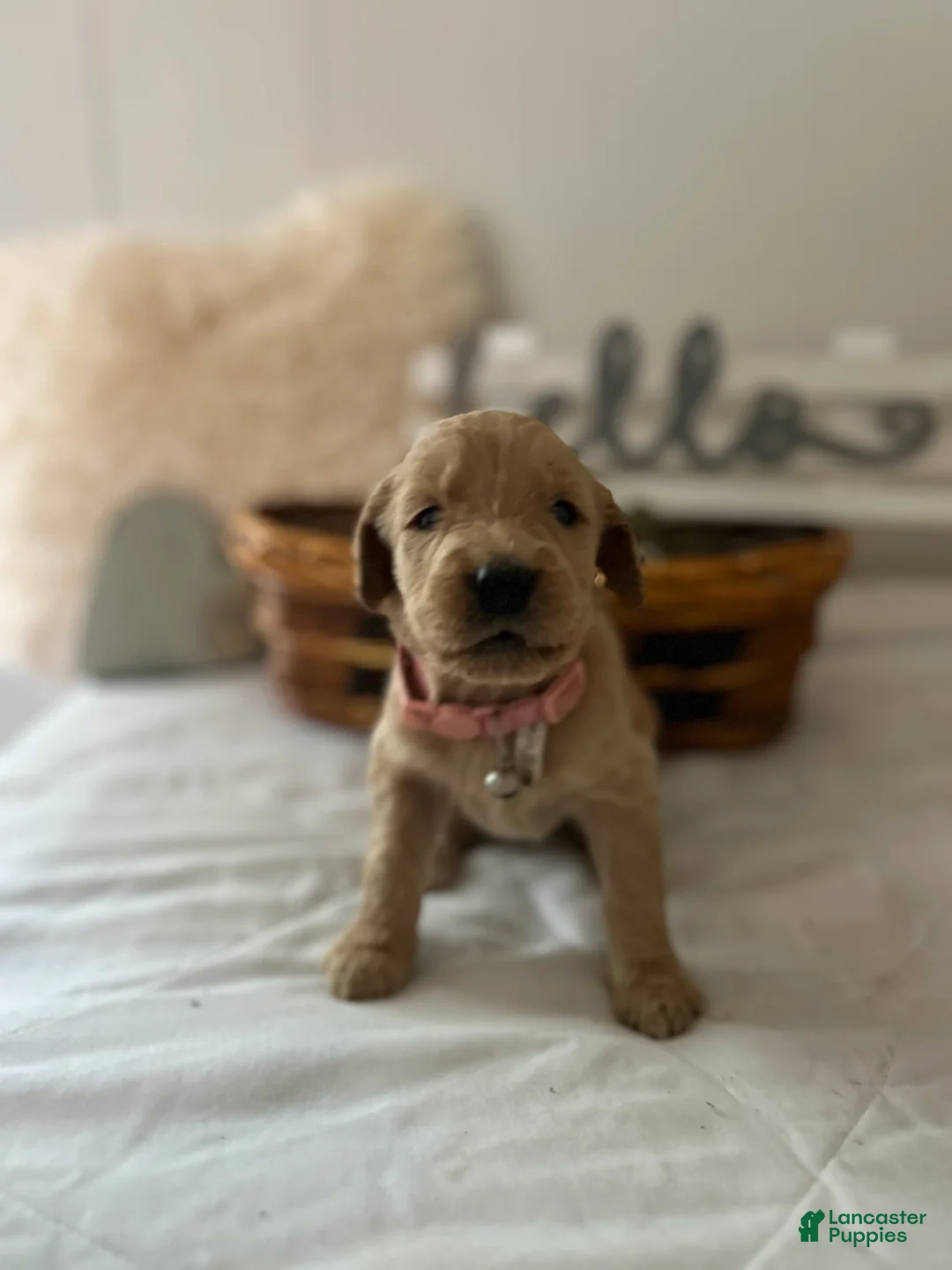 Goldendoodle dogs for sale: Goldendoodle Puppy 7 - Ad 1