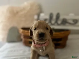 Goldendoodle dogs Goldendoodle Puppy 7 - Ad 9