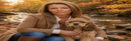 Cocker Spaniel dogs for stud: Standing at STUD - Ad 8