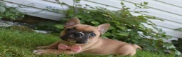 Frug dogs for sale: Lacey  - Ad 3