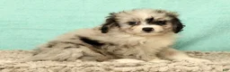 Mini Aussiedoodle dogs for sale: Macey - Ad 8