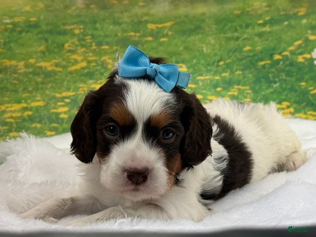 Cavapoo dogs for sale: Marty  - Ad 2