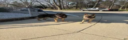 German Shepherd dogs for sale: German Shepherd 5 - Ad 7