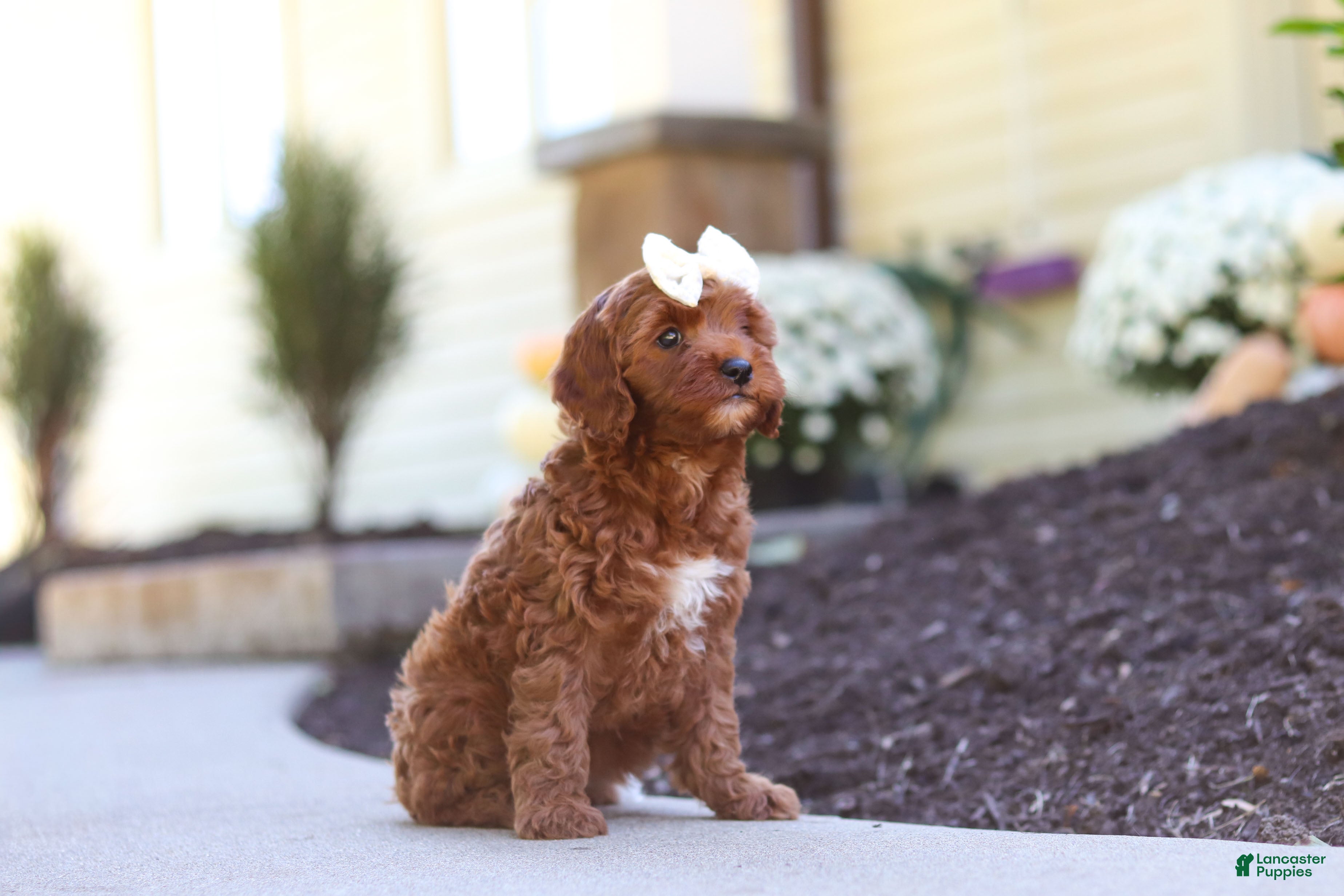 Cockapoo dogs Sienna - Ad 2