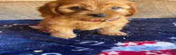 Cavapoochon dogs for sale: Chase - Ad 3