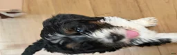 Bernedoodle dogs for sale: DINKY - Ad 16
