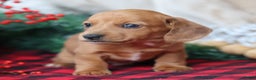 Miniature Dachshund dogs for sale: Sage - Ad 7