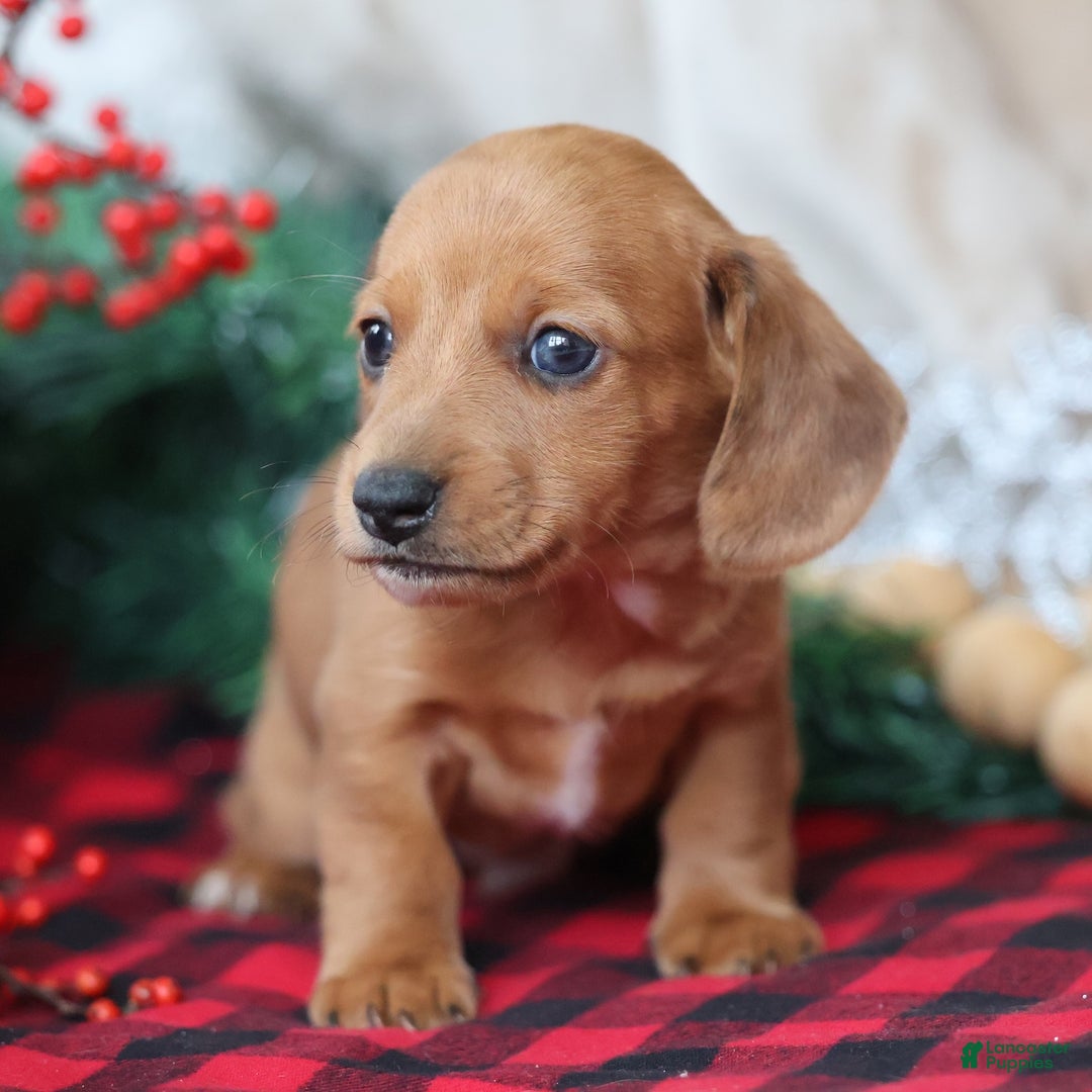Miniature Dachshund dogs for sale: Sage - Ad 7