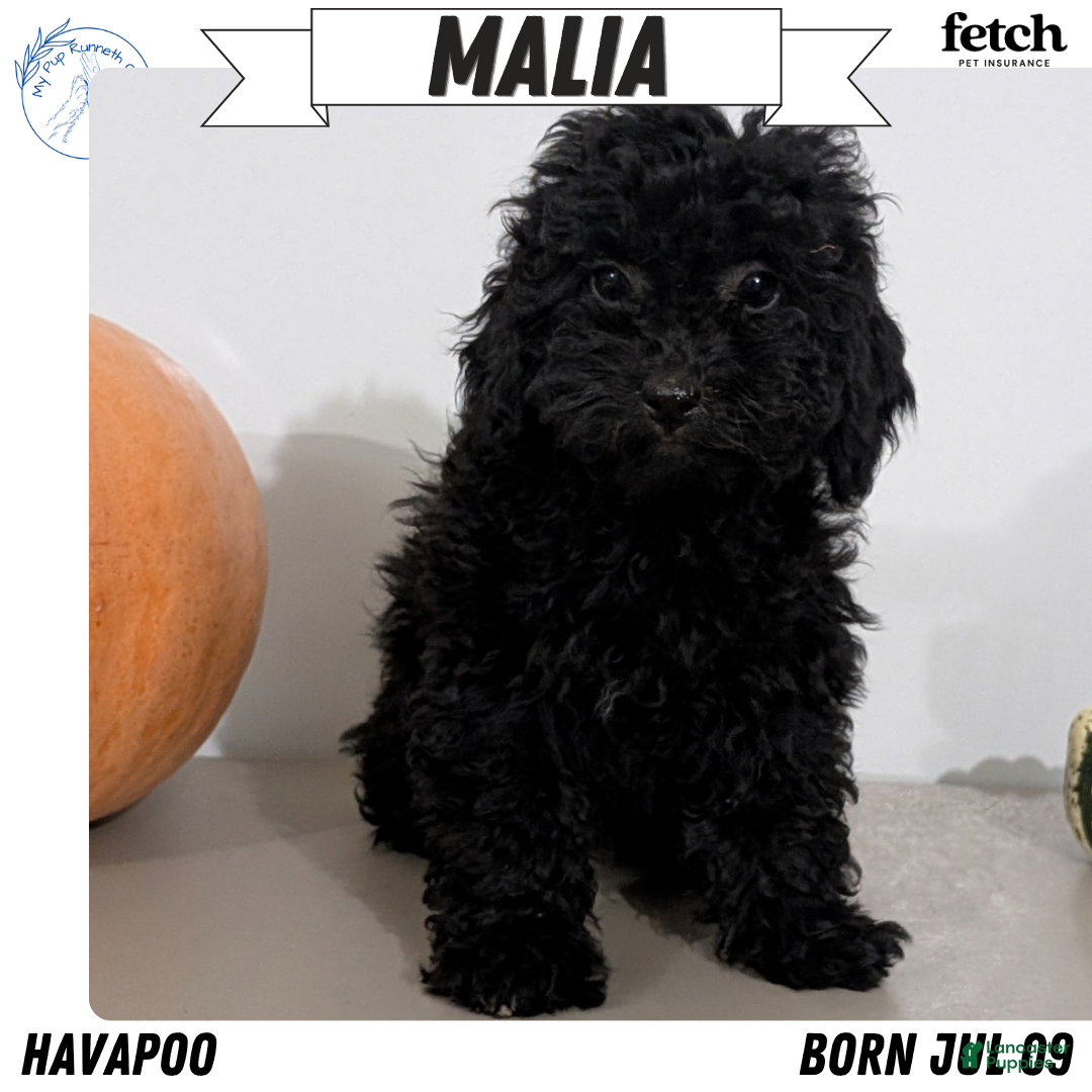 Havapoo dogs Malia - Ad 1