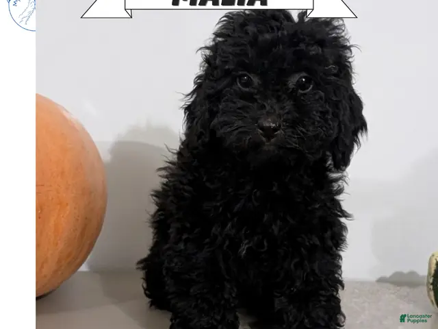 Havapoo dogs Malia - Ad 1