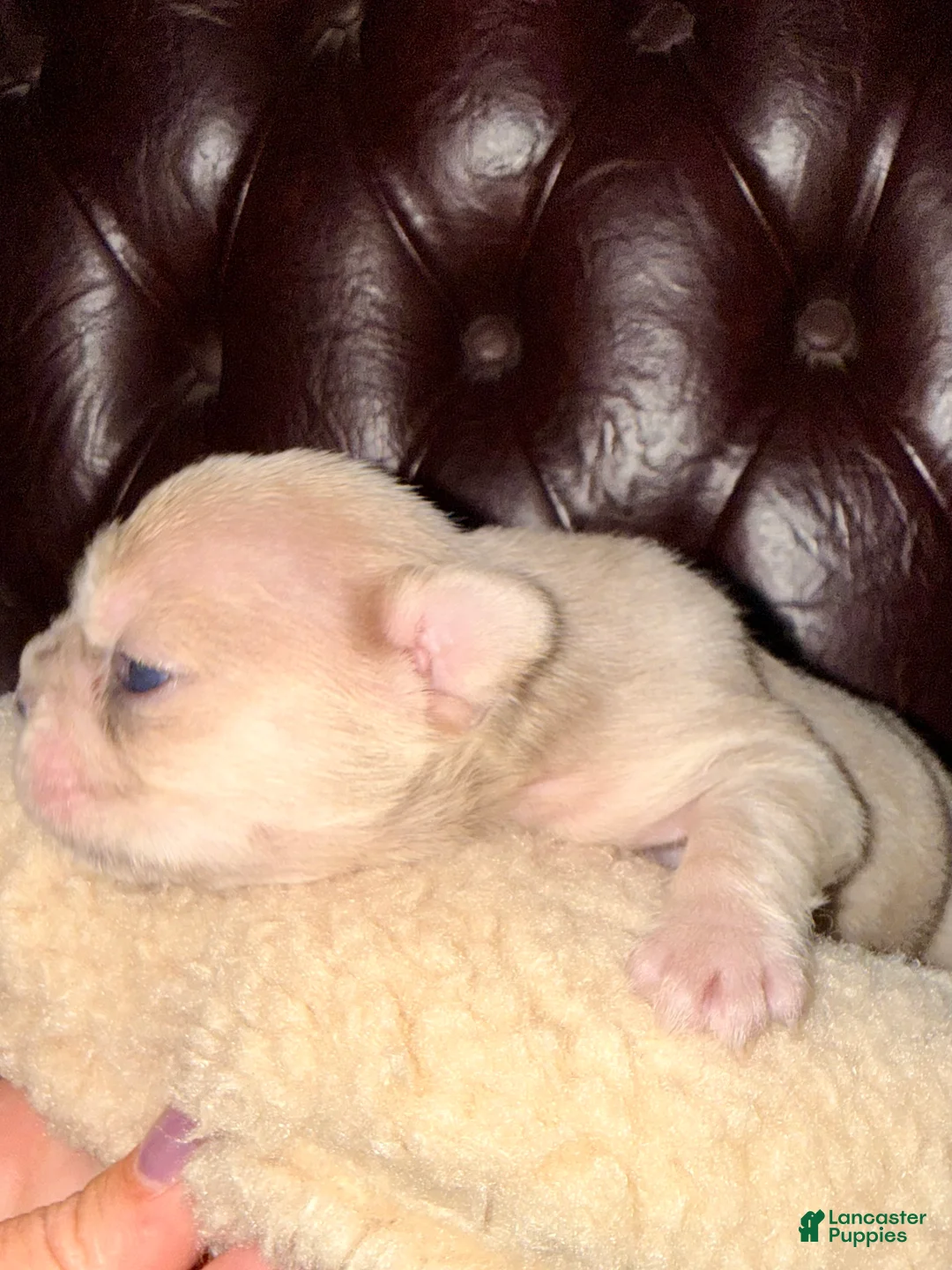 French Bulldog dogs for sale: French Bulldog Puppy 4 - Ad 4