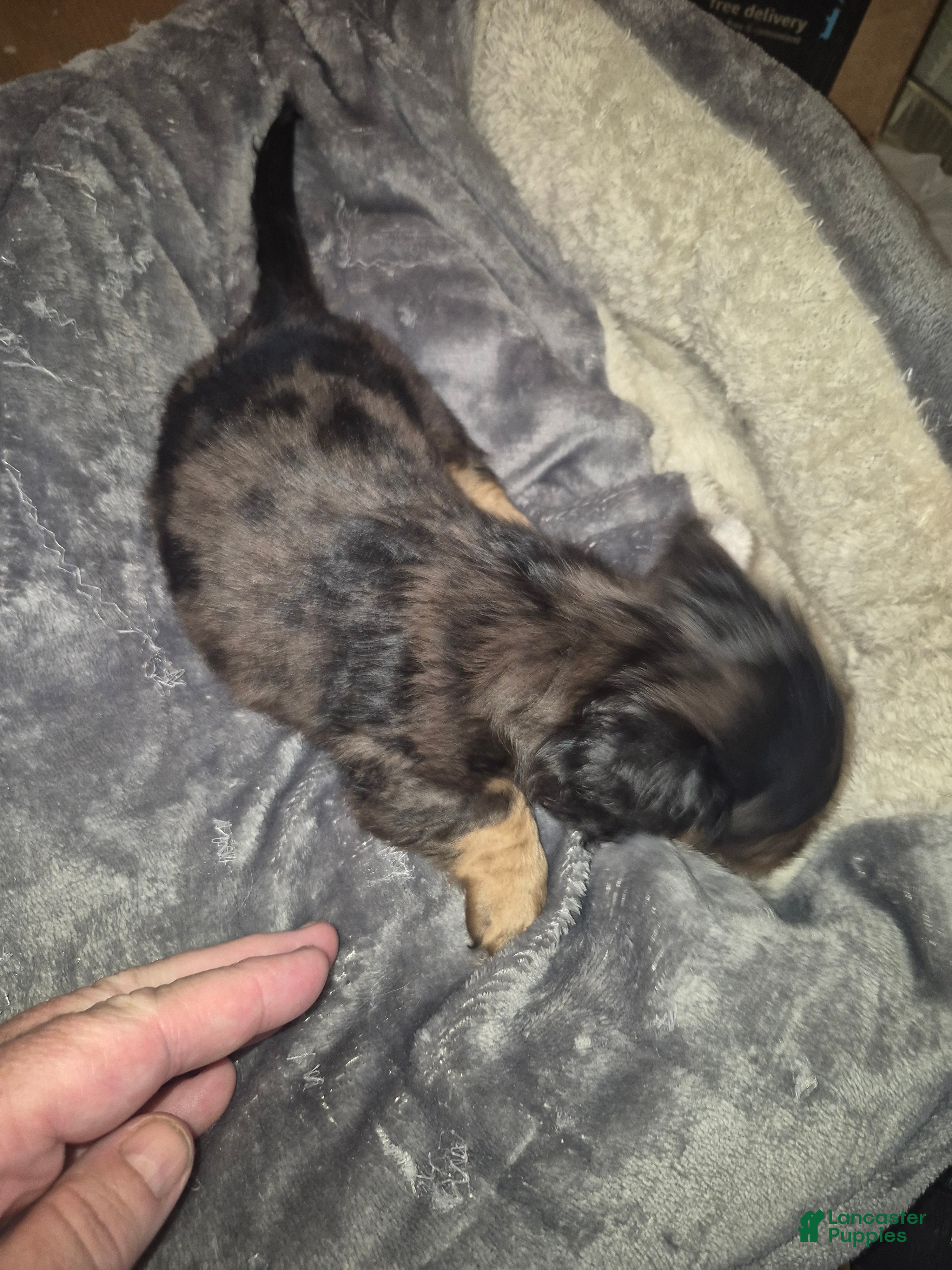 Miniature Dachshund dogs Silver dapple girl runt - Ad 2