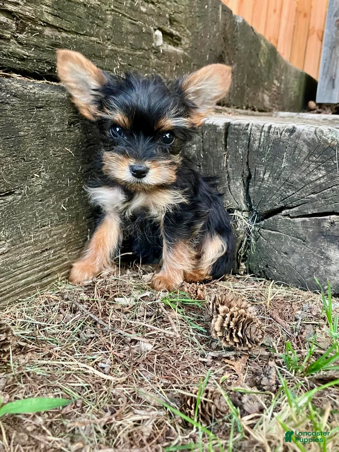 Yorkshire Terrier dogs for sale: Macy - Ad 6