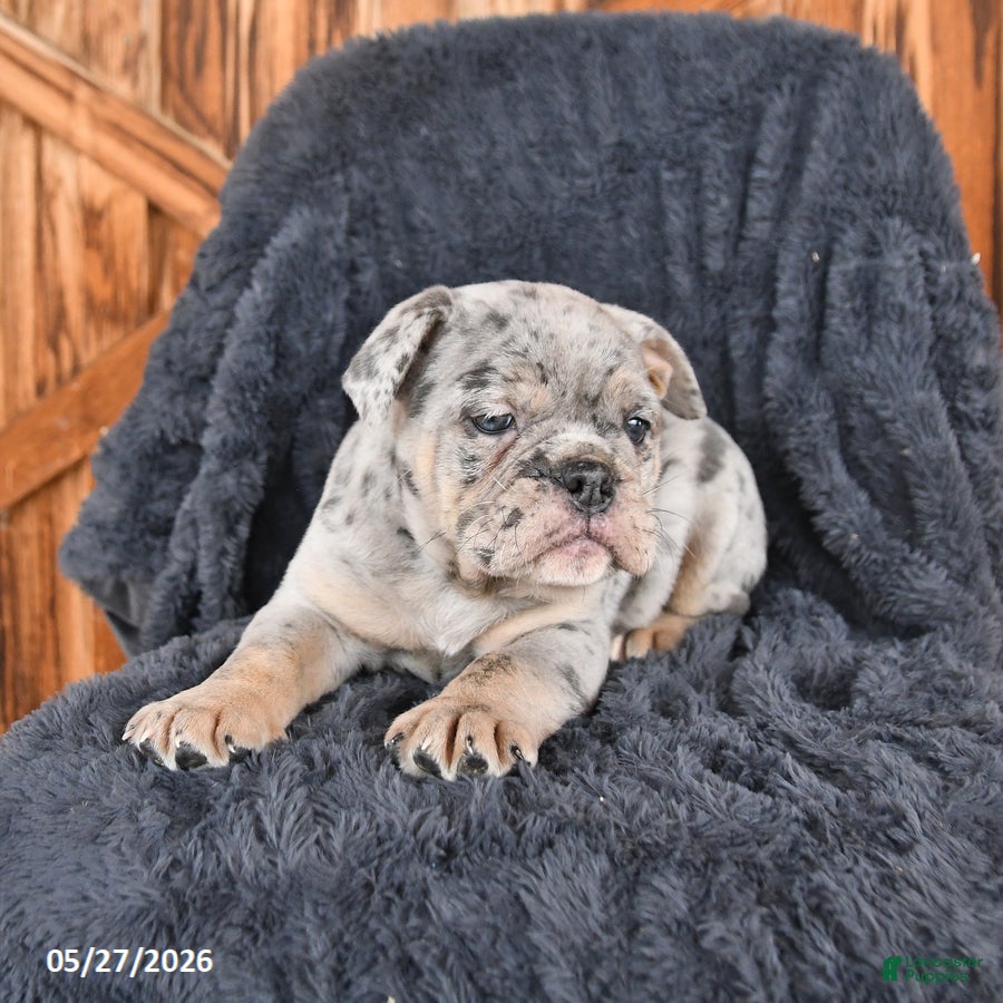 English Bulldog dogs for sale: Duke - Ad 2