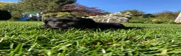 Newfoundland dogs for sale: SARGE - Ad 8