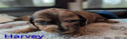 Miniature Dachshund dogs for sale: Harvey - Ad 1