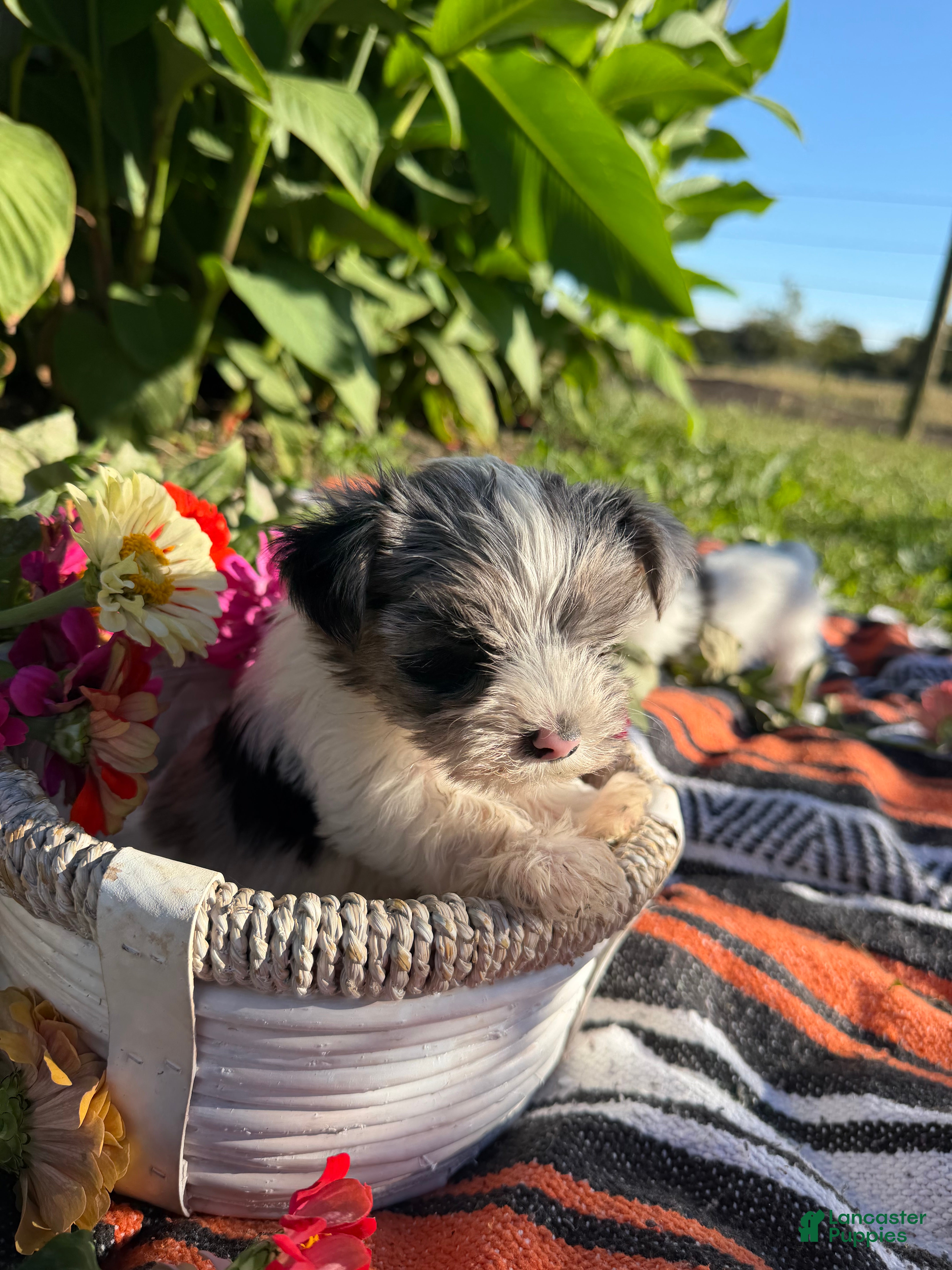 Yorkshire Terrier dogs Yorkshire Terrier 2 - Ad 2